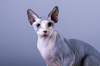 Sphynx Cat