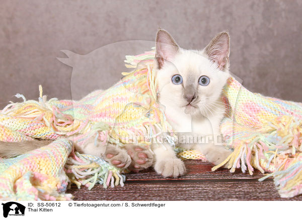 Thai Ktzchen / Thai Kitten / SS-50612