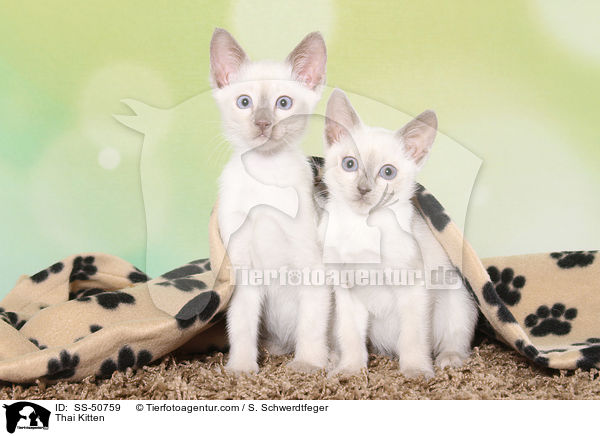 Thai Ktzchen / Thai Kitten / SS-50759