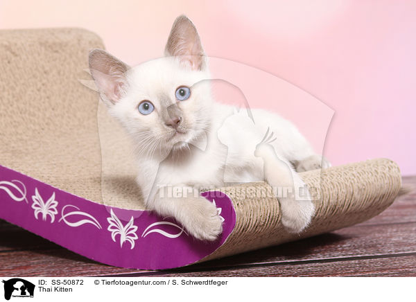 Thai Ktzchen / Thai Kitten / SS-50872