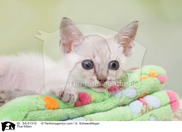 Thai Kitten / SS-51310
