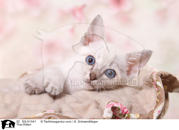 Thai Kitten / SS-51341