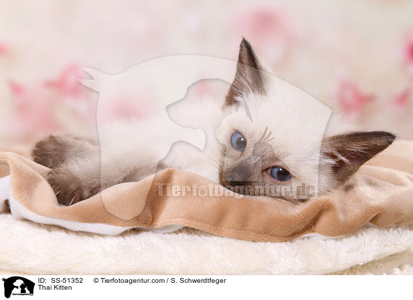 Thai Kitten / SS-51352