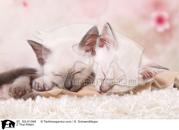 2 Thai Kitten / SS-51368