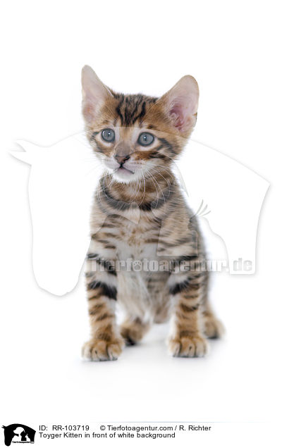 Toyger Kitten in front of white background / RR-103719