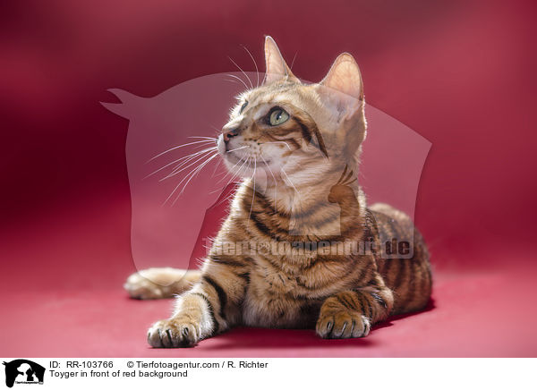 Toyger in front of red background / RR-103766