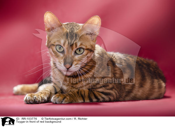 Toyger in front of red background / RR-103776