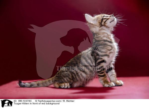 Toyger Kitten in front of red background / RR-103783
