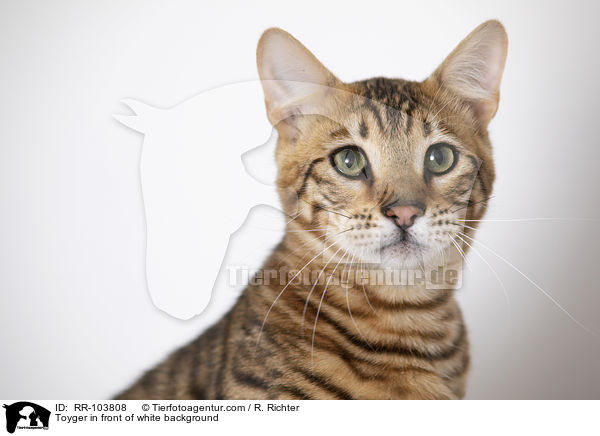 Toyger in front of white background / RR-103808