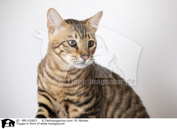 Toyger in front of white background / RR-103821