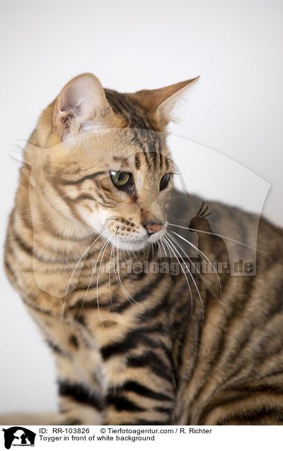 Toyger in front of white background / RR-103826
