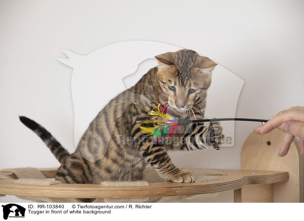 Toyger in front of white background / RR-103840