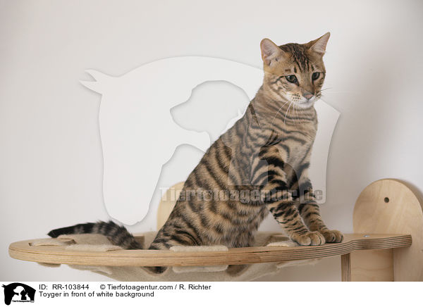 Toyger in front of white background / RR-103844