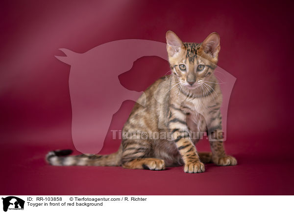 Toyger in front of red background / RR-103858