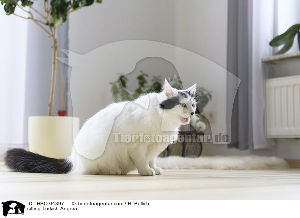 sitzende Trkisch Angora / sitting Turkish Angora / HBO-04397