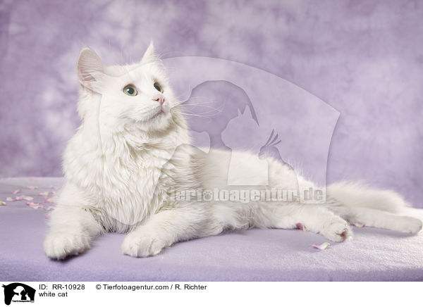 white cat / RR-10928