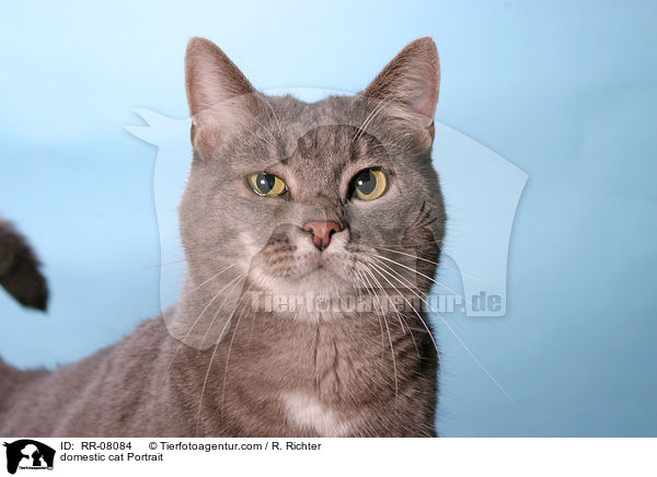 domestic cat Portrait / RR-08084
