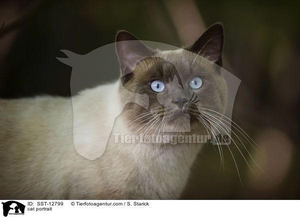 Ragdoll-Siam-Mischling Portrait / cat portrait / SST-12799