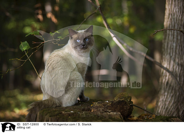 sitzender Ragdoll-Siam-Mischling / sitting cat / SST-12800