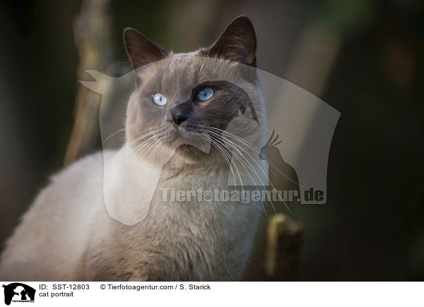 Ragdoll-Siam-Mischling Portrait / cat portrait / SST-12803