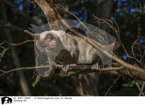 kletternder Ragdoll-Siam-Mischling / climbing cat / SST-12805