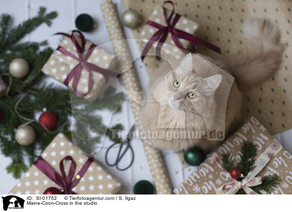 Maine-Coon-Mischling im Studio / Maine-Coon-Cross in the studio / SI-01752