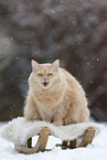 Maine-Coon-Cross in the snow