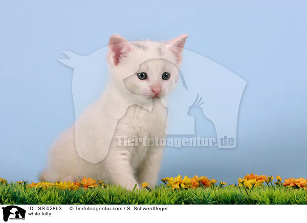 weies Ktzchen / white kitty / SS-02863
