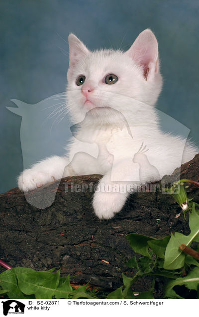 weies Ktzchen / white kitty / SS-02871
