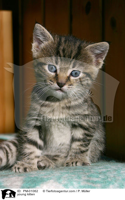 junges Ktzchen / young kitten / PM-01062