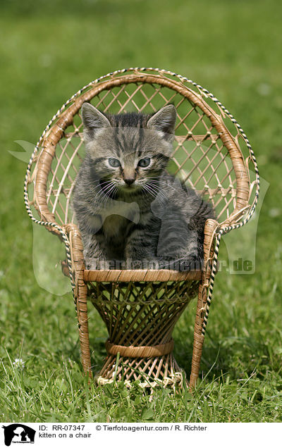 Ktzchen auf dem Stuhl / kitten on a chair / RR-07347