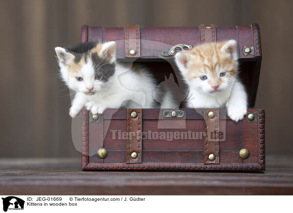 Kittens in wooden box / JEG-01669
