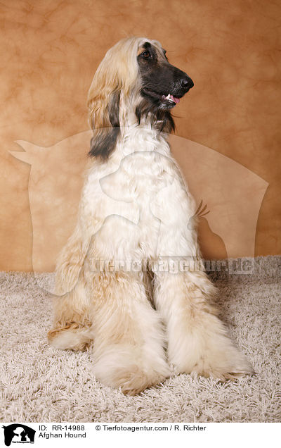 Afghanischer Windhund / Afghan Hound / RR-14988