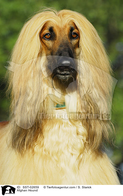 Afghanischer Windhund / Afghan Hound / SST-02659