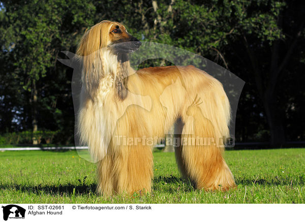 Afghanischer Windhund / Afghan Hound / SST-02661