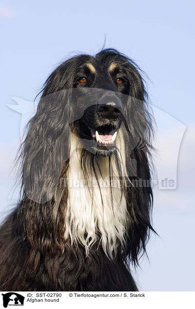 Afghanischer Windhund / Afghan hound / SST-02790