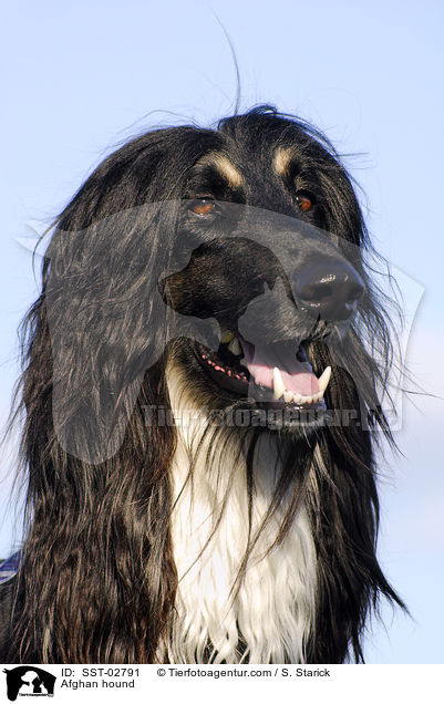 Afghanischer Windhund / Afghan hound / SST-02791