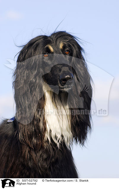 Afghanischer Windhund / Afghan hound / SST-02792