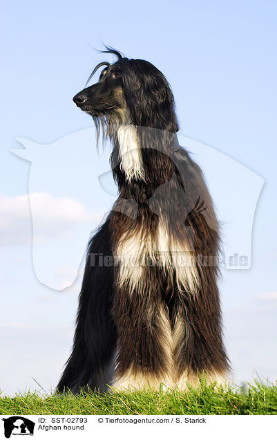Afghanischer Windhund / Afghan hound / SST-02793