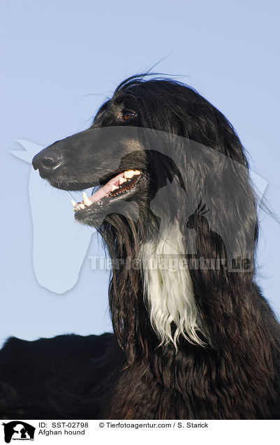 Afghanischer Windhund / Afghan hound / SST-02798