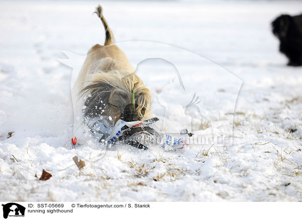 rennender Afghanischer Windhund / running sighthound / SST-05669