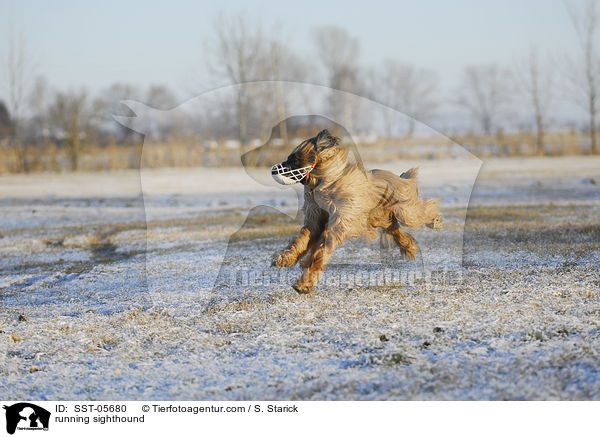 running sighthound / SST-05680