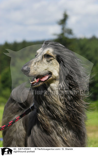 Afghanischer Windhund Portrait / sighthound portrait / SST-05681
