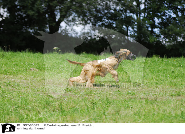 running sighthound / SST-05682