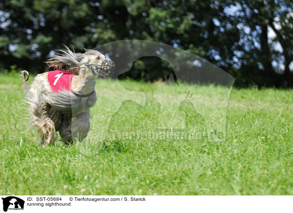 rennender Afghanischer Windhund / running sighthound / SST-05684
