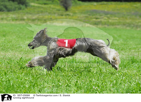 rennender Afghanischer Windhund / running sighthound / SST-05688