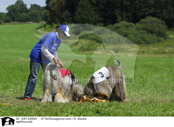 Afghanische Windhunde / sighthounds / SST-05694