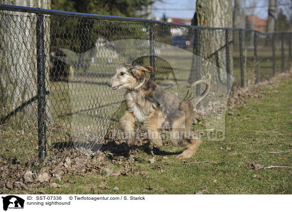 rennender Afghanischer Windhund / running sighthound / SST-07336