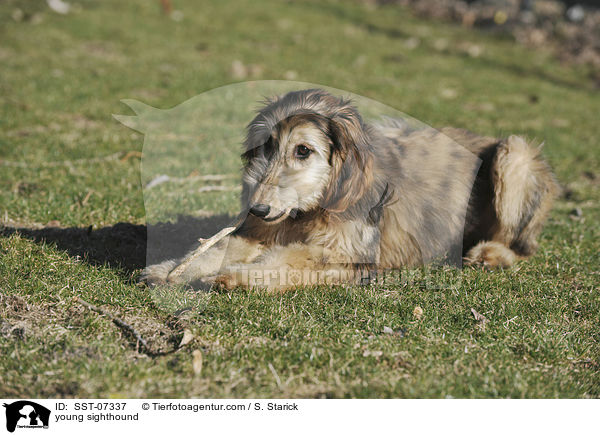 junger Afghanischer Windhund / young sighthound / SST-07337