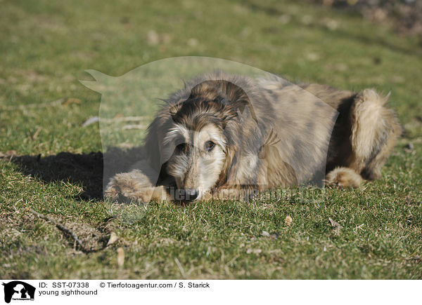 junger Afghanischer Windhund / young sighthound / SST-07338
